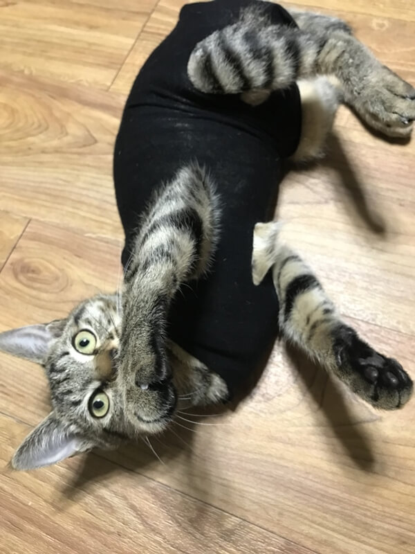 防舔衣