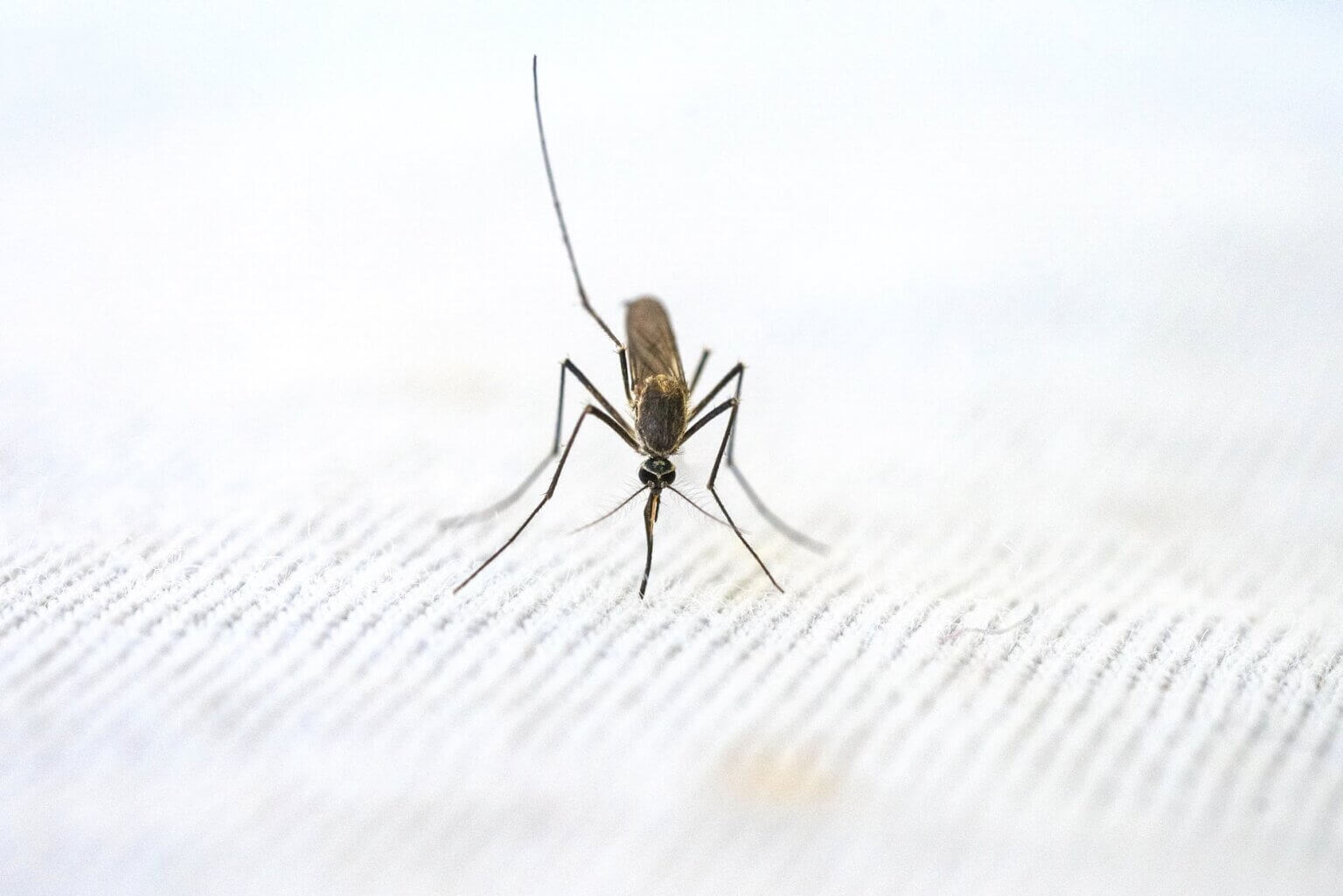 close up view of mosquito